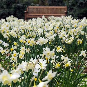 Narcissus Segovia, Daffodil Segovia,Narcisse Segovia, Small-Cupped Daffodils, white daffodil, Award daffodil, AGM daffodil